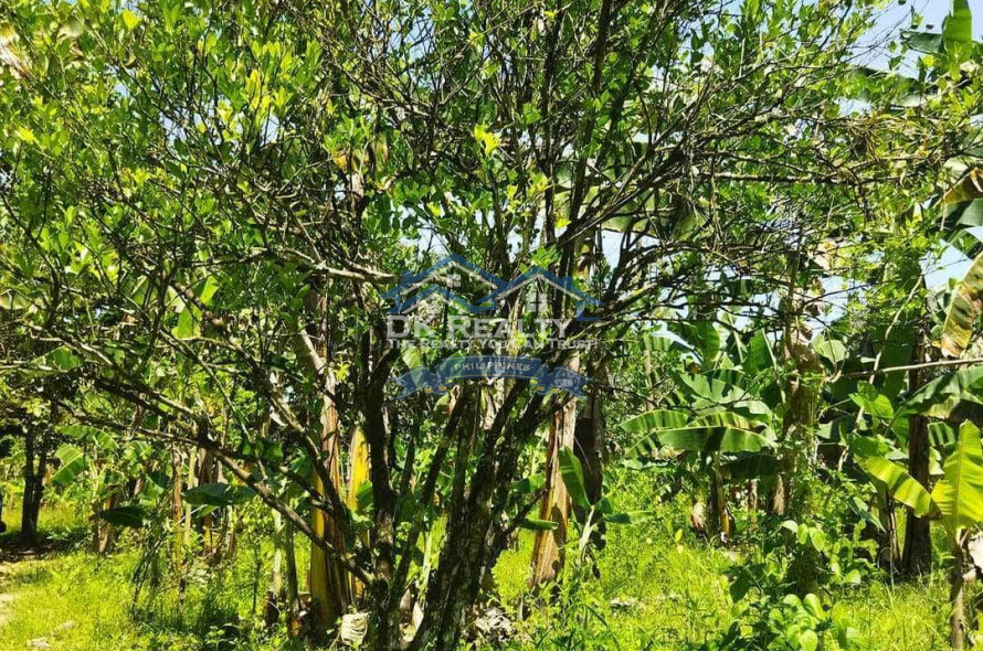 FULLY FURNISHED House and lot FOR SALE plus 1 hectare FARMLOT