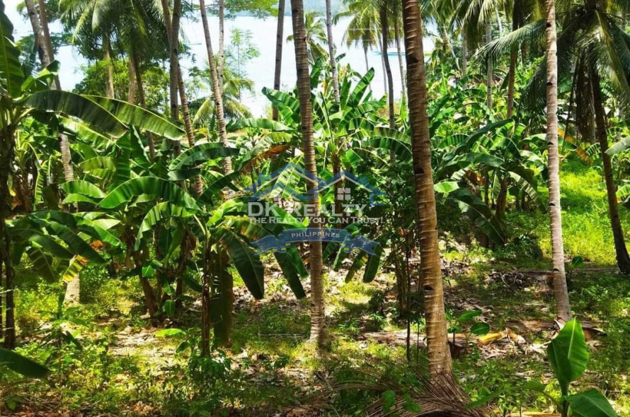 BEACH LOT WITH FARM