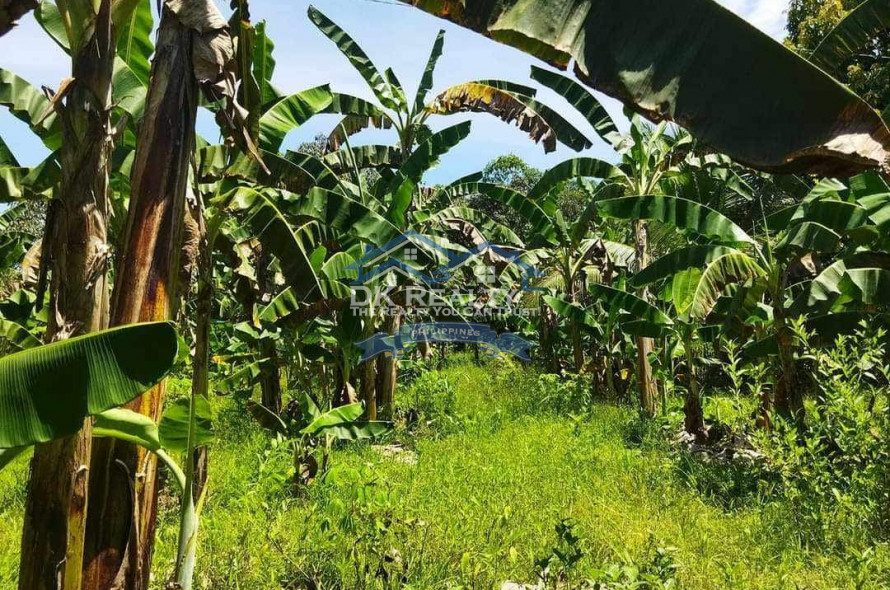 FULLY FURNISHED House and lot FOR SALE plus 1 hectare FARMLOT