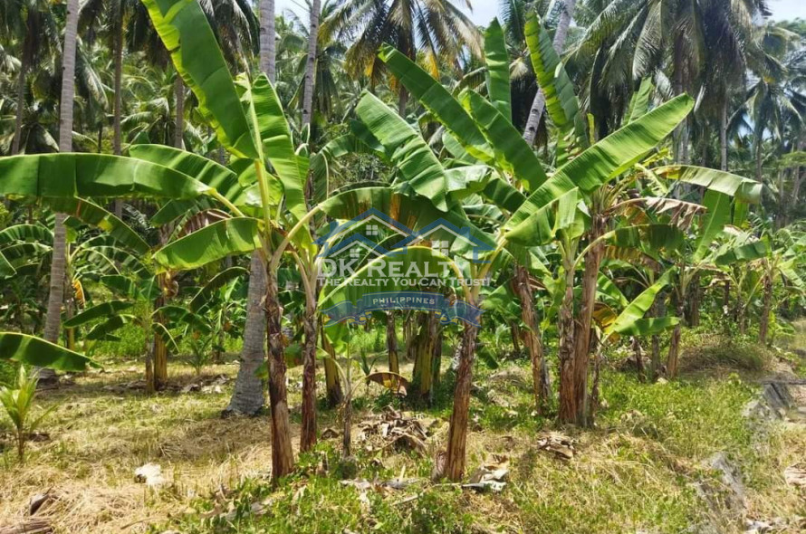 BEACH LOT WITH FARM
