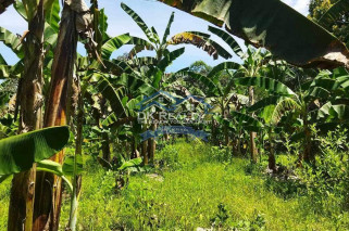 FULLY FURNISHED House and lot FOR SALE plus 1 hectare FARMLOT