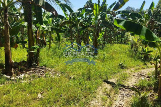FULLY FURNISHED House and lot FOR SALE plus 1 hectare FARMLOT