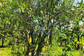 FULLY FURNISHED House and lot FOR SALE plus 1 hectare FARMLOT